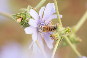 bee drinking from flower
