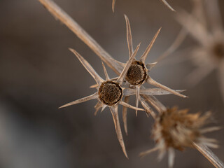 star dry flower thorn