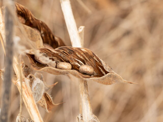 pea pod dried with seeds