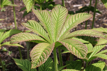 Chestnut leaved rodgersia leaves