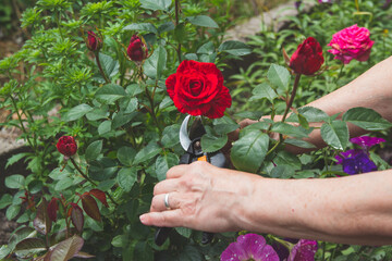 Fototapeta na wymiar A woman works in the garden, cuts a rose with a pruner.