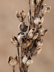 dry flower