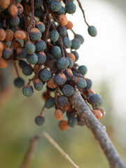fruit of a tree close up