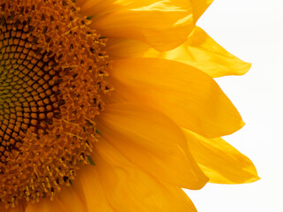 sunflower yellow