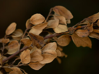 dry leaf leaves