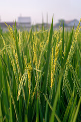 close up of green grass. close up rice that bears fruit in the fields