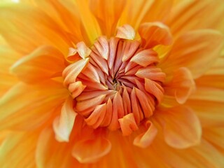 orange dahlia flower isolated