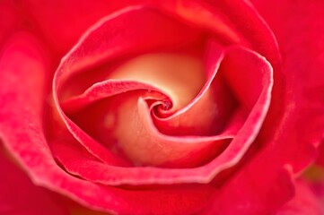 close up of red rose