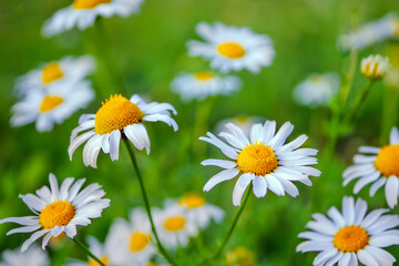 Fototapeta premium Closeup of daisy flowers. Daisy growing on green lawn. Chamomile wildflowers on field.