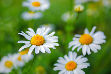 Fototapeta na wymiar Closeup of daisy flowers. Daisy growing on green lawn. Chamomile wildflowers on field.