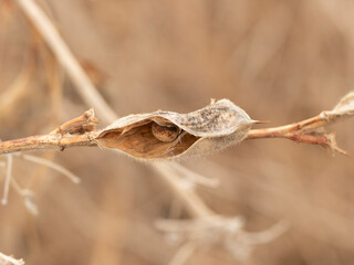 dry pea pod with seed