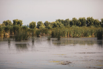 Plants specific to the wetlands (reeds) in the Neaslov Delta in Romania, very similar to the Danube Delta.