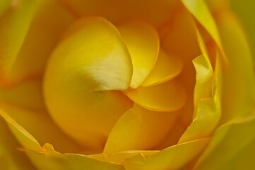 Obraz premium yellow rose close up