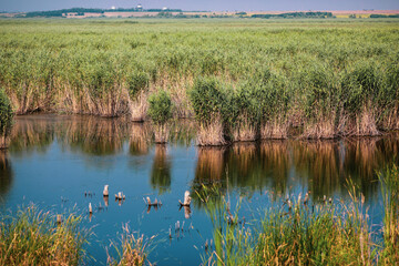 Plants specific to the wetlands (reeds) in the Neaslov Delta in Romania, very similar to the Danube Delta.