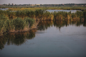 Plants specific to the wetlands (reeds) in the Neaslov Delta in Romania, very similar to the Danube Delta.