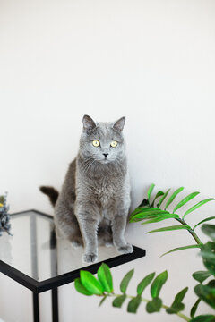 Cute gray shorthair British cat and looks at the camera. A beautiful cat advertises food. Purebred Briton sitting on table