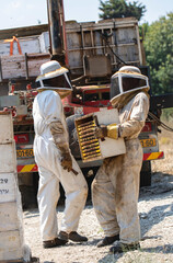 bea workers bee keeper