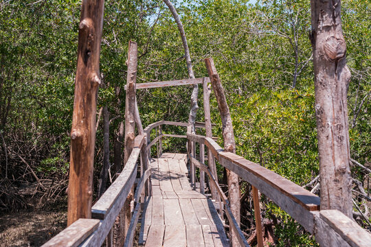 Rustic wooden bridge on the trails of the Curu Wildlife Reserve. Puntarenas, pacific of Costa Rica.
