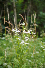 Iseltrail : Flusswandern in Osttirol bei Matrei