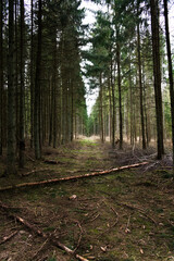 Ukryty szlak w lesie świerkowym - obrazy, fototapety, plakaty