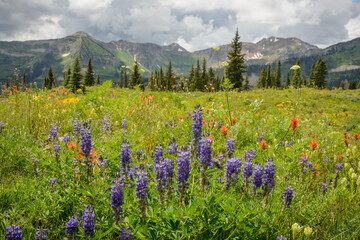 Fototapeta premium High Mountain Wildflowers