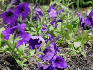 crocuses in the garden