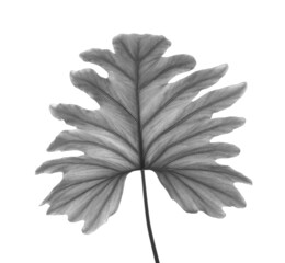 Tropical Philodendron leaf on light background. Black and white tone