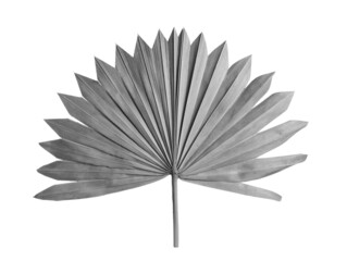 Leaf of fan palm tree on light background. Black and white tone