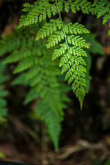 Close-up of green fern leaves in pine forest