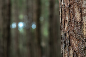 Fototapeta premium Close-up of pine trunks against a blurry green background of a pine forest.