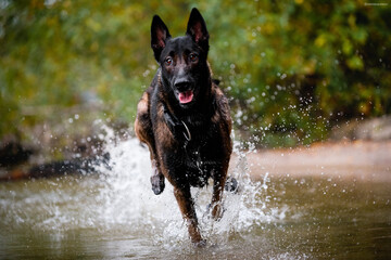 dog malinois running