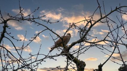 Falcon on tree branch observes movements on the ground 