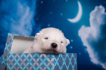 White fluffy small Samoyed puppy dog in a gift box