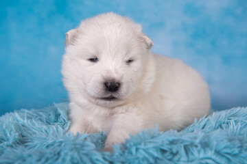 White fluffy small Samoyed puppy dog is sitting on blue