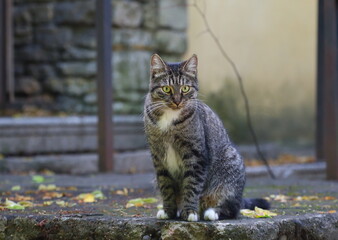 A gray tabby cat is sitting on a stone porch
