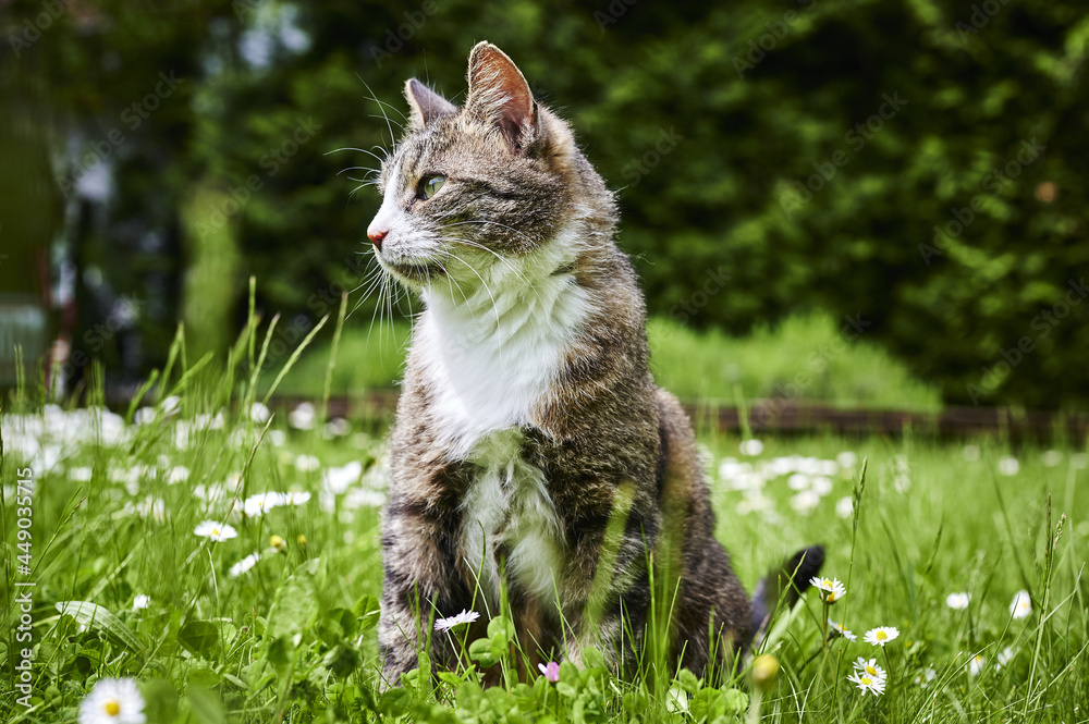 Wall mural A cat enjoying the sunshine in the grass.