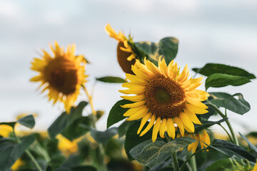 A beauty yellow sunflowers is blooming