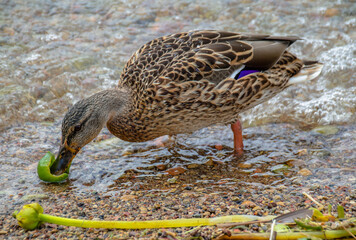Duck with beautiful purple feathers having lunch