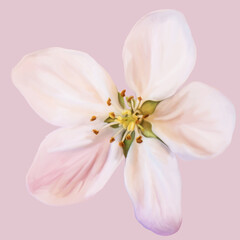 Fototapeta na wymiar isolated flower on a delicate pink background,