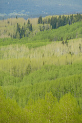 Layers of Spring Aspens