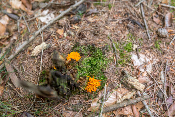 Orangene Pilze 