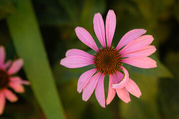 Obraz premium Leafy Aster