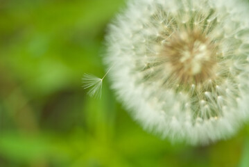 Obraz premium Letting Go