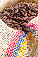 freshly dried cocoa beans in rustic bags to transport
