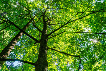 Obraz premium Green Leaves And Branches 3