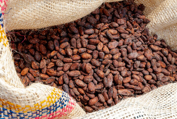 freshly dried cocoa beans in rustic bags to transport