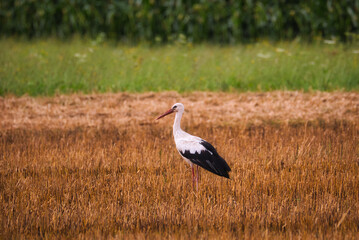 Aufnahme eines Storch welcher sich in einem Feld zur Nahrungssuche niedergelassen hat