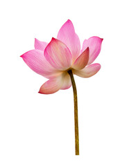 Pink Lotus flower isolated on white background. Nature concept For advertising design and assembly. File contains with clipping path so easy to work.