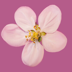 Fototapeta na wymiar isolated flowers on a delicate pink background