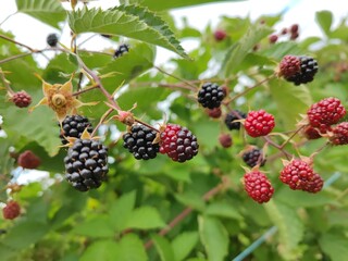 Brombeeren am strauch